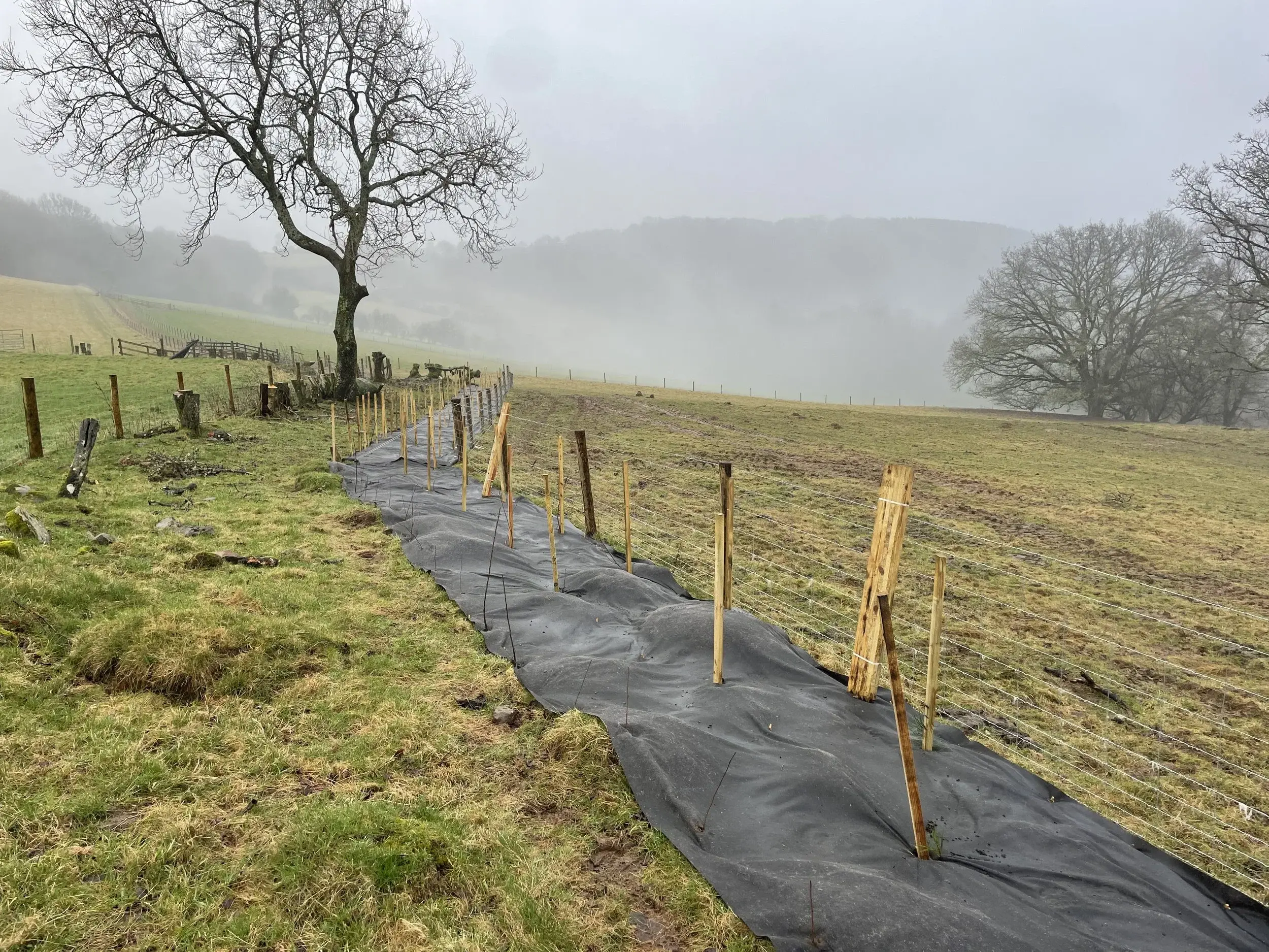 Muddy field with newly installed fencing.