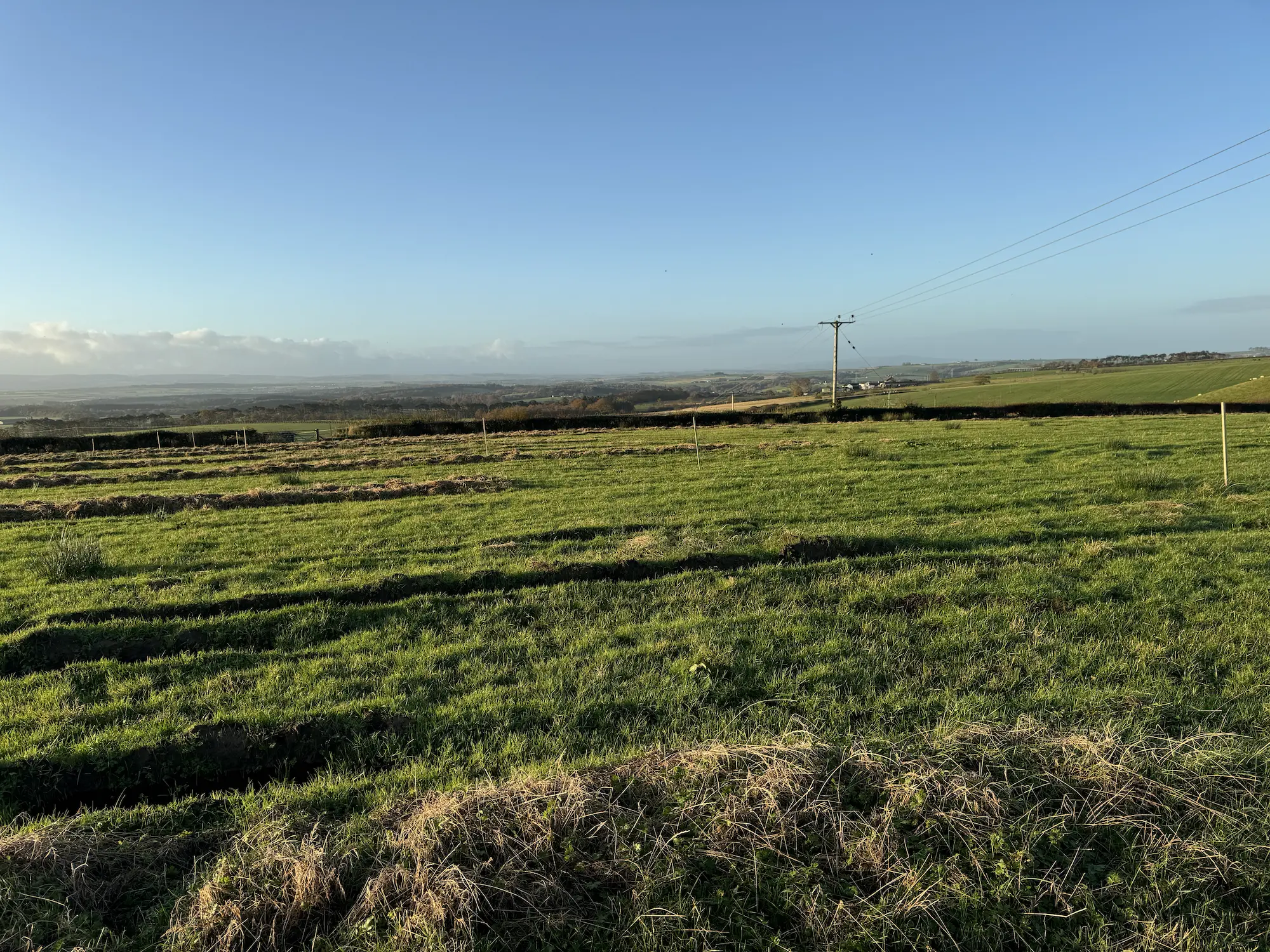 Open grassy field with scattered patches.