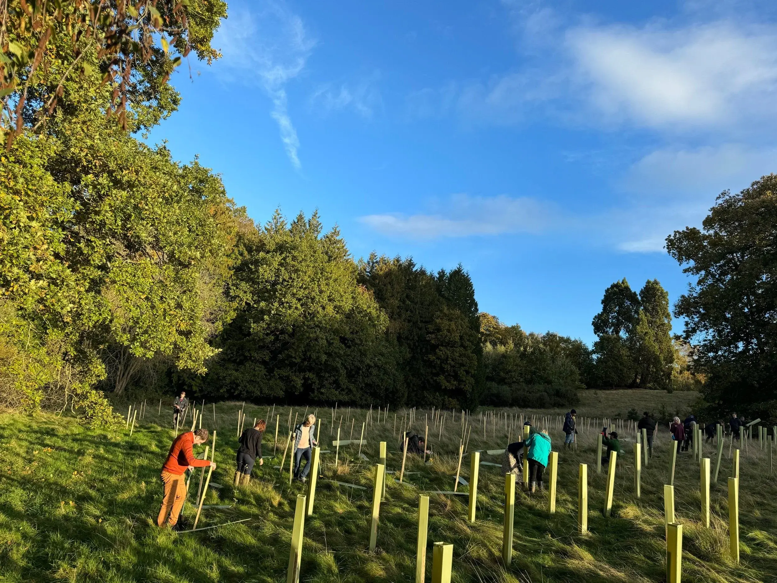 Group of people planting trees in a grassy field.