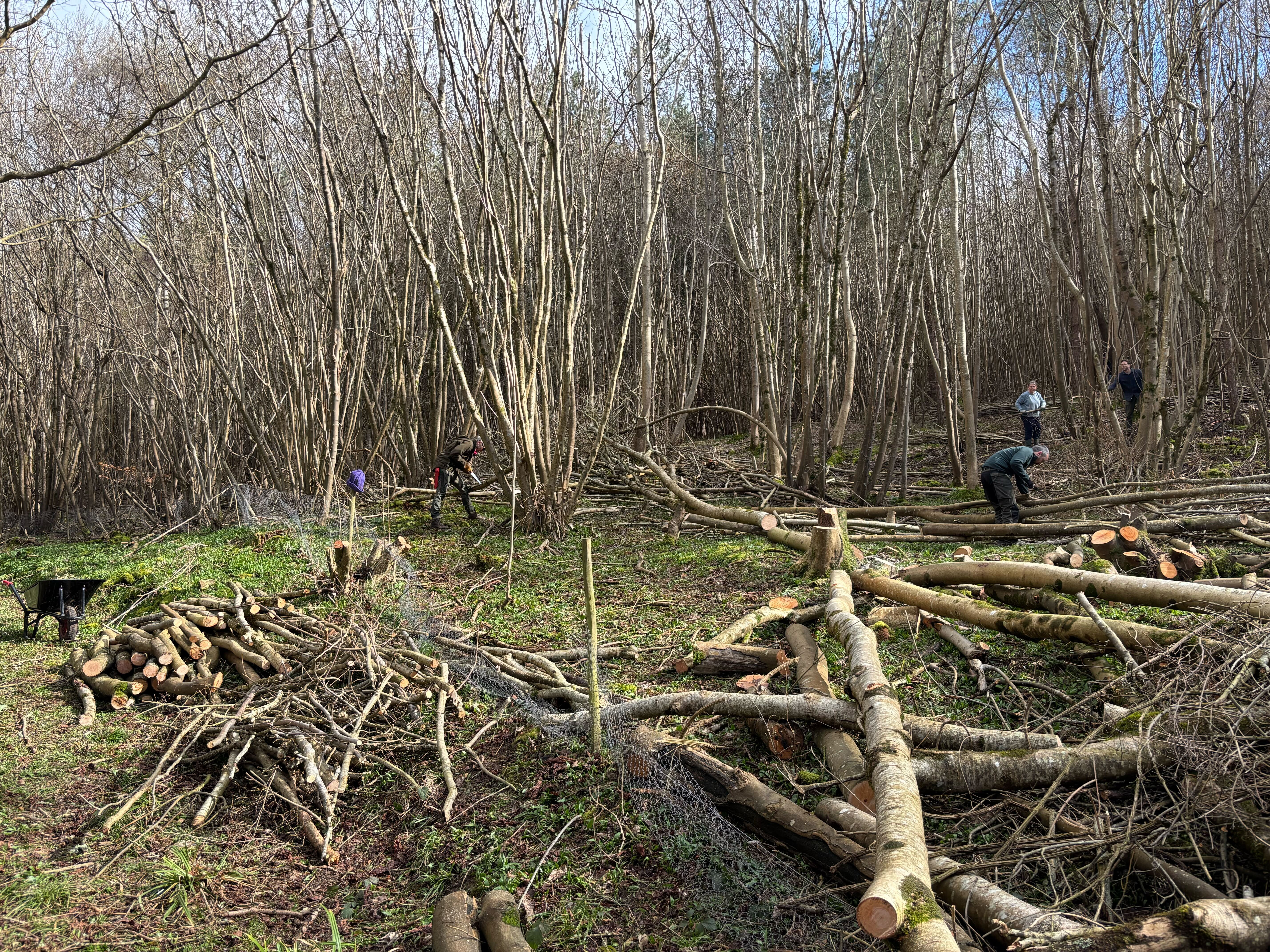 Warleigh hazel coppice restoration