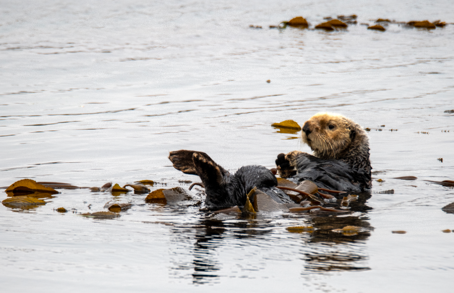 A sea otter swimming through a kelp forest.