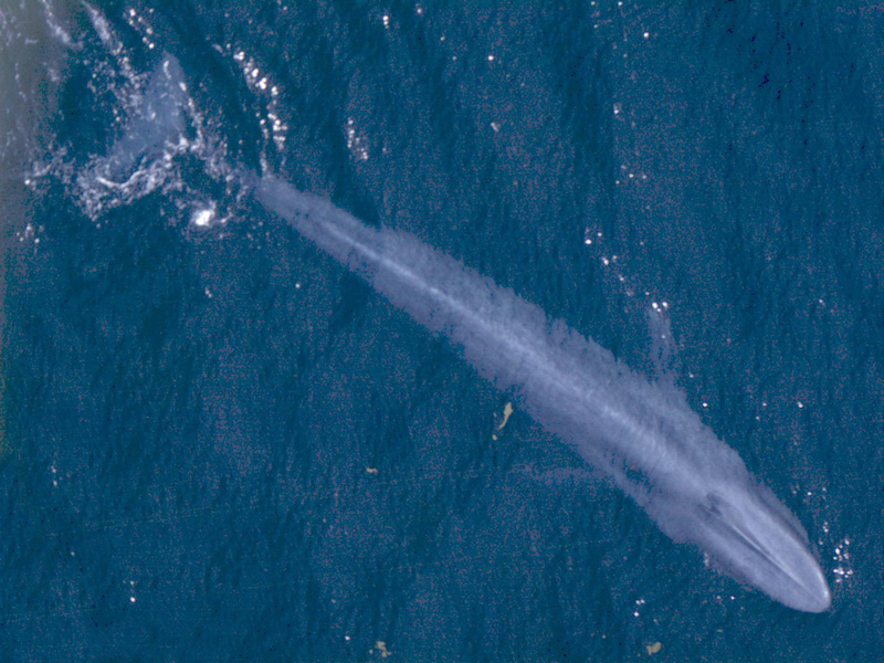 A blue whale seen from above in open ocean water.