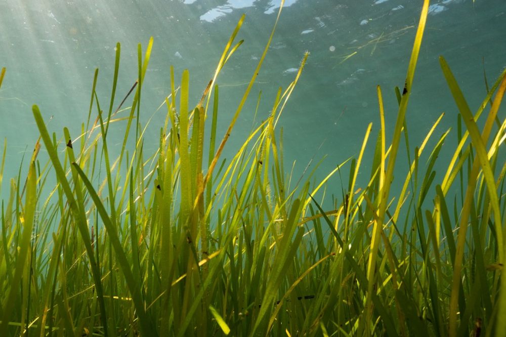 Seagrass at Porthdinllaen.
